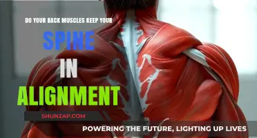 Strong Back Muscles: The Key to Spinal Alignment and Health