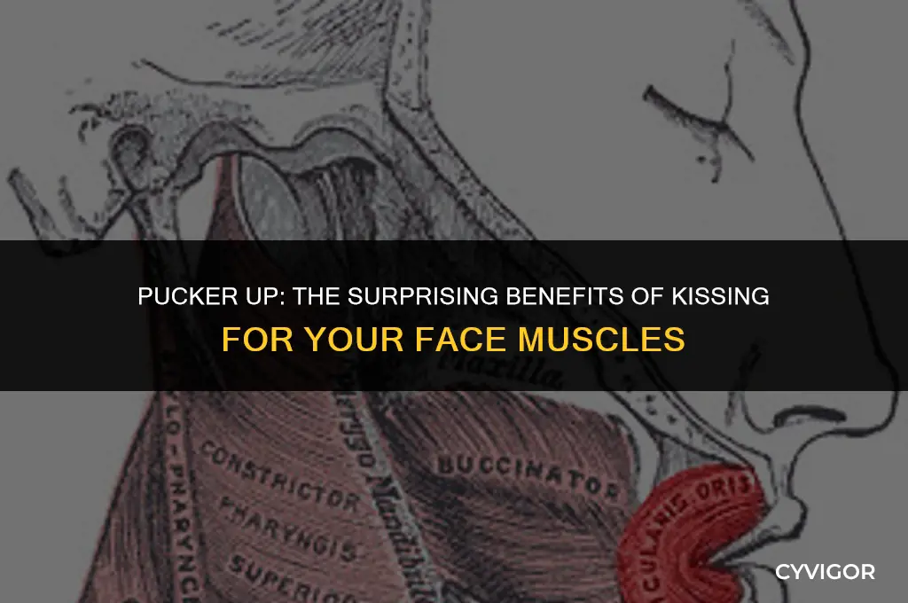 do your face muscles get stronger from kissing