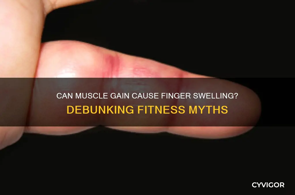 do your fingers get fat from gaining muscle