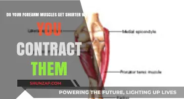 Understanding Forearm Muscle Contractions: Do They Shorten?