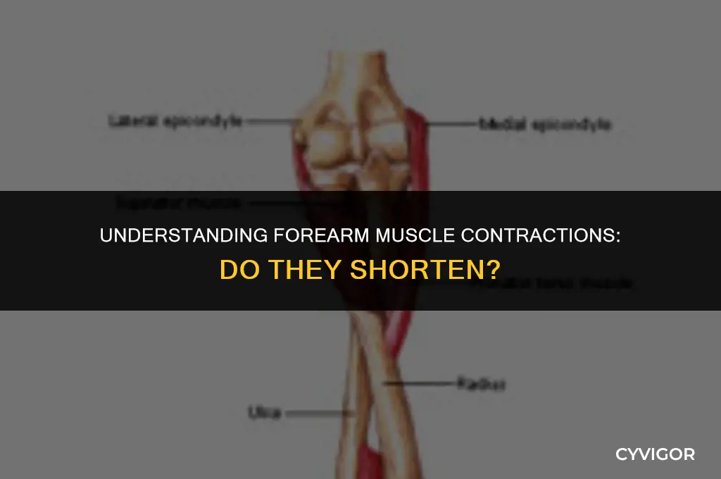 do your forearm muscles get shorter when you contract them
