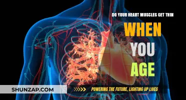 Aging and Heart Health: Do Your Heart Muscles Thin Over Time?