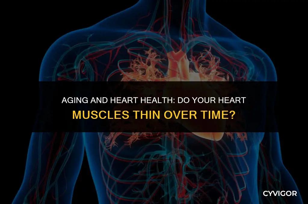 do your heart muscles get thin when you age