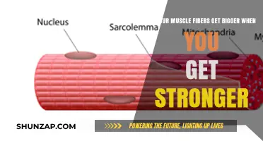 Unleashing Strength: The Science Behind Muscle Fiber Growth