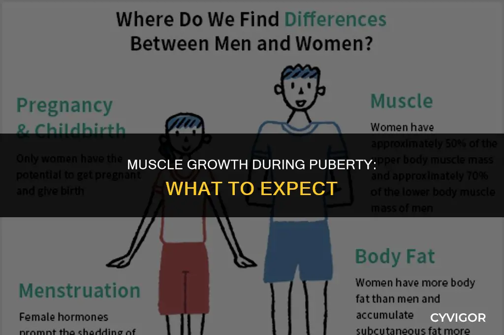 do your muscles get bigger during puberty