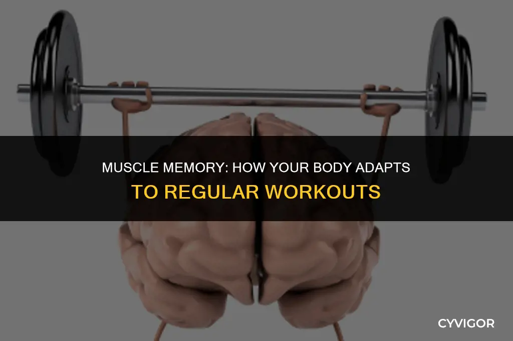 do your muscles get used to a workout