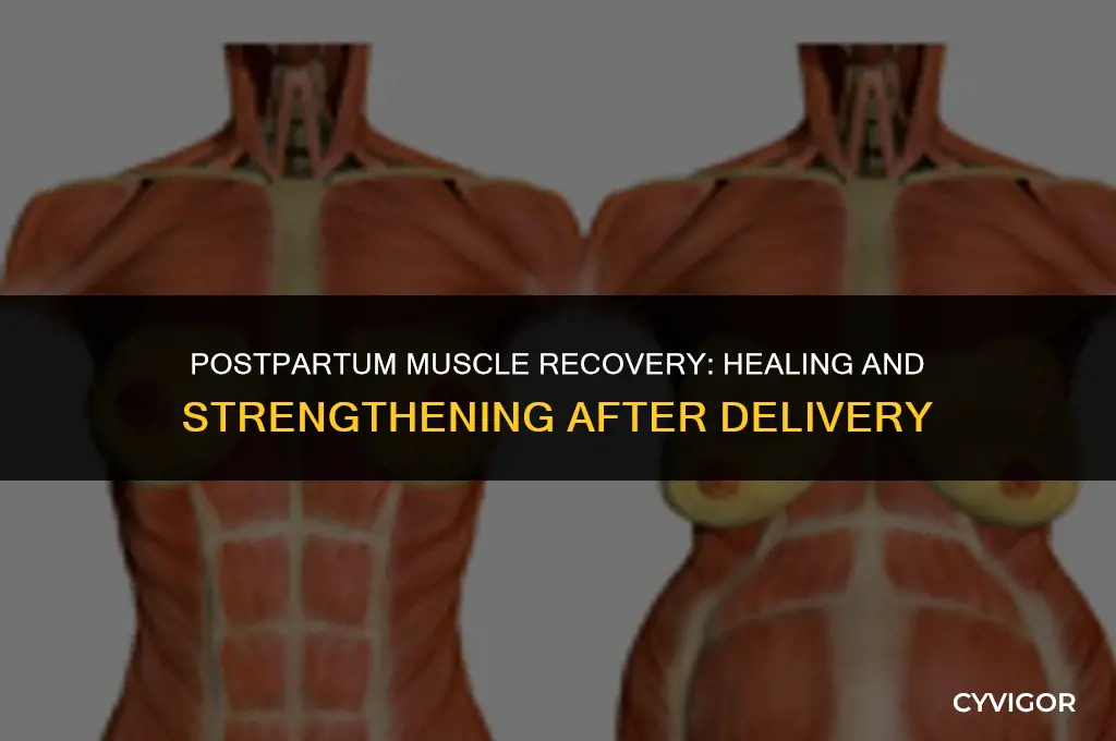 do your muscles go back after delivery if they split