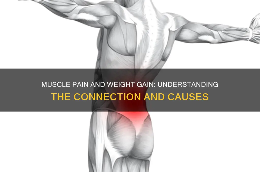 do your muscles hurt when you gain weight