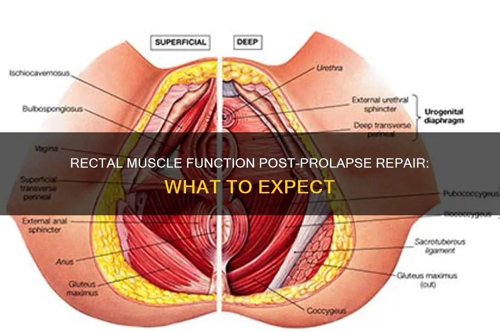 do your rectal muscles work after prolapse repair