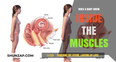Do Babies Grow Inside Muscles? Debunking Pregnancy Myths and Facts