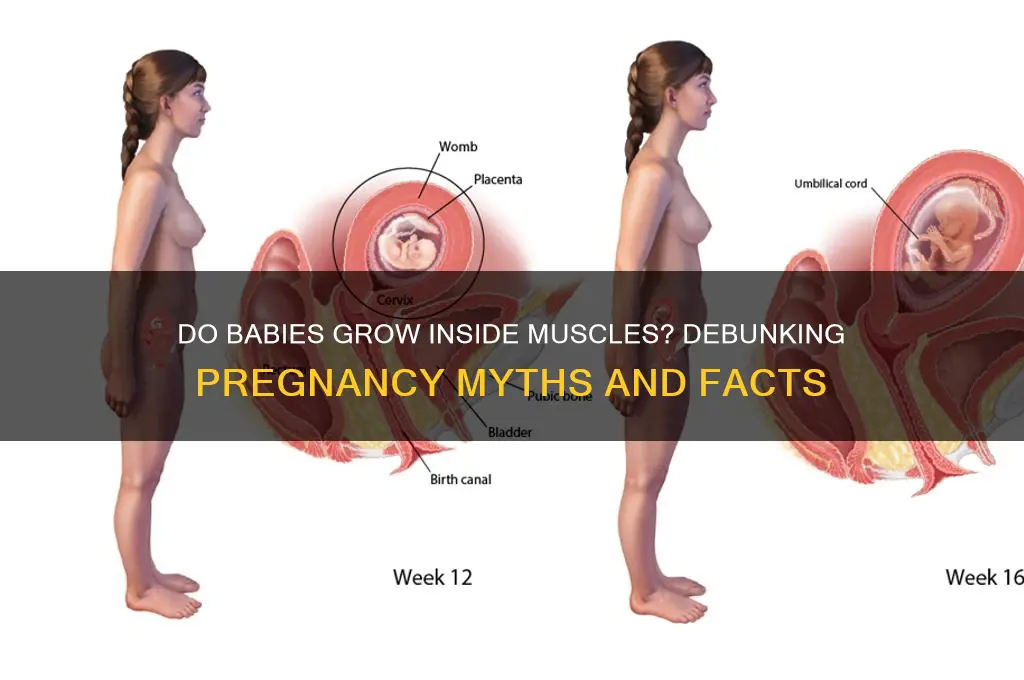 does a baby grow inside the muscles