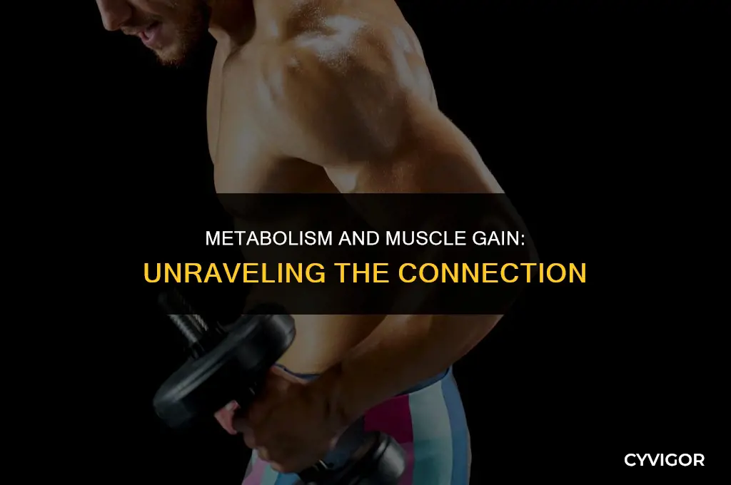 does a fast metabolism get muscle increase