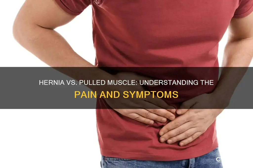 does a hernia feel like a pulled muscle