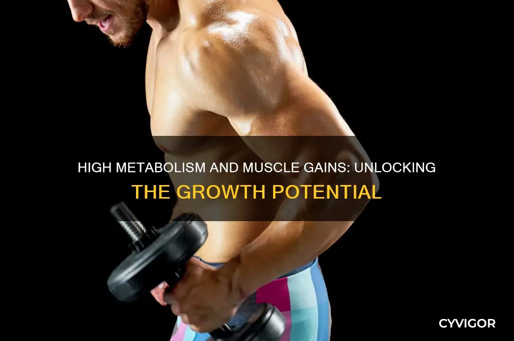 does a high metabolism affect muscle gains