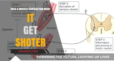 Understanding Muscle Contractions: Does Shortening Occur?
