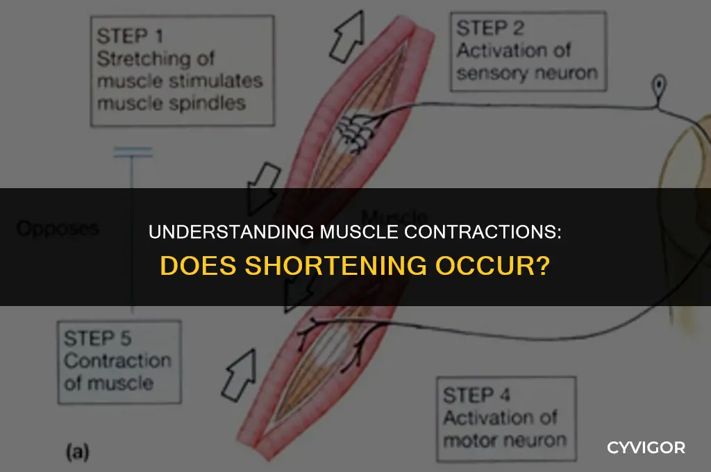 does a muscle contraction make it get shoter