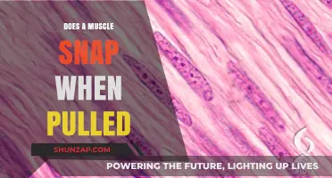 Does Muscle Tissue Snap When Pulled? Unraveling the Truth Behind the Myth
