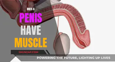 The Penis: Muscular or Not?
