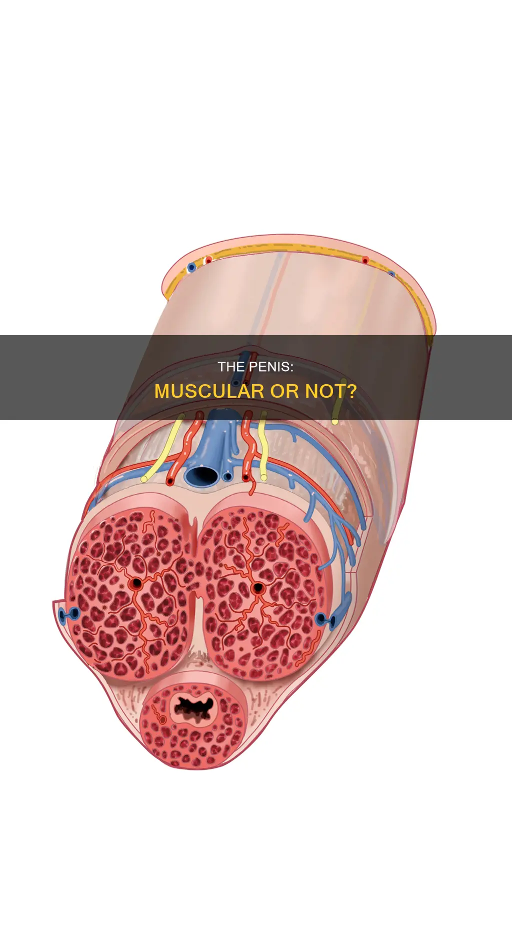 does a penis have muscle