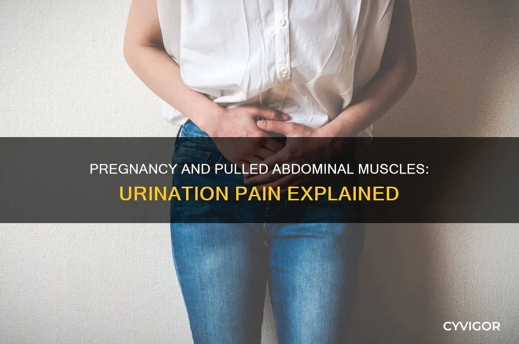 does a pulled abdominal muscle hurt when you urinate pregnant