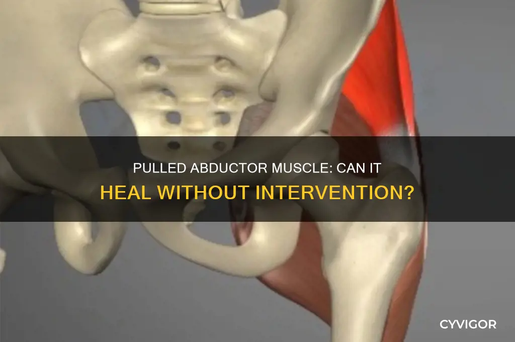 does a pulled abductor muscle heal on its own