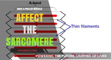 Pulled Muscle Impact: How Sarcomere Function is Affected by Strain