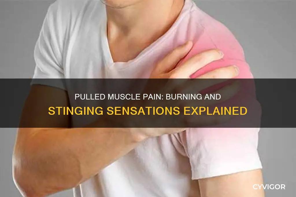 does a pulled muscle burn and sting