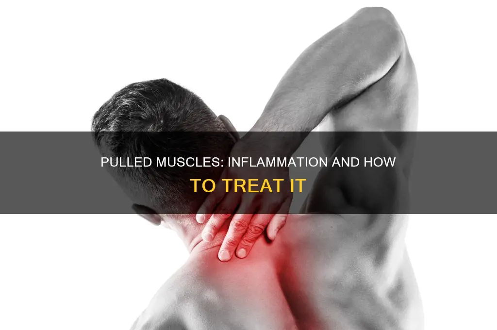 does a pulled muscle cause inflammation