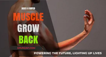 Can Ripped Muscles Grow Back? Understanding Muscle Recovery and Growth