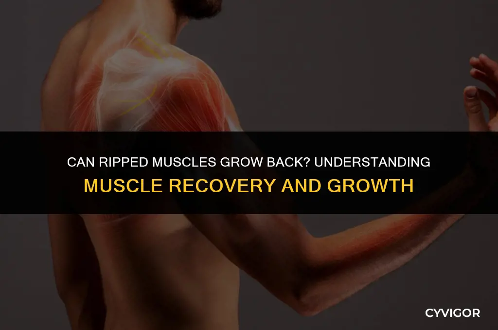 does a riped muscle grow back