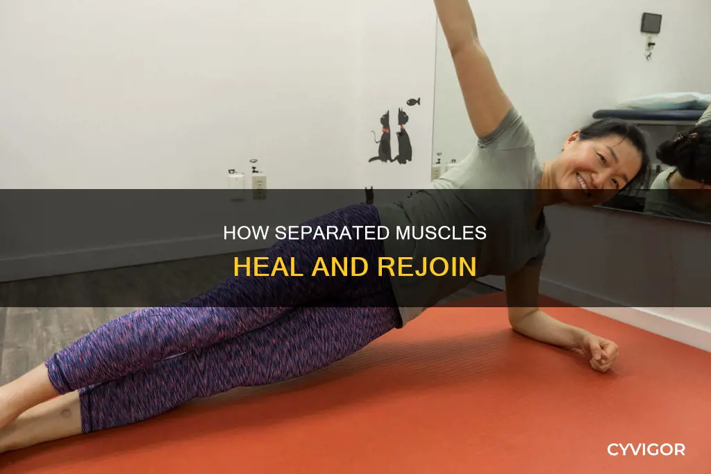does a separated muscle rejoin