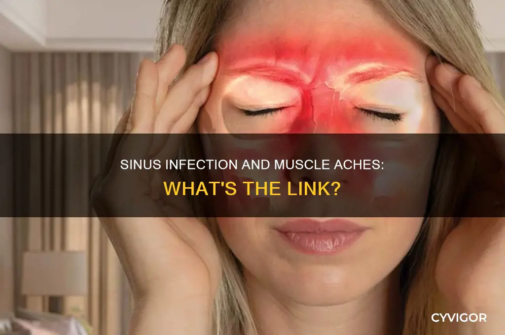 does a sinus infection cause muscle aches