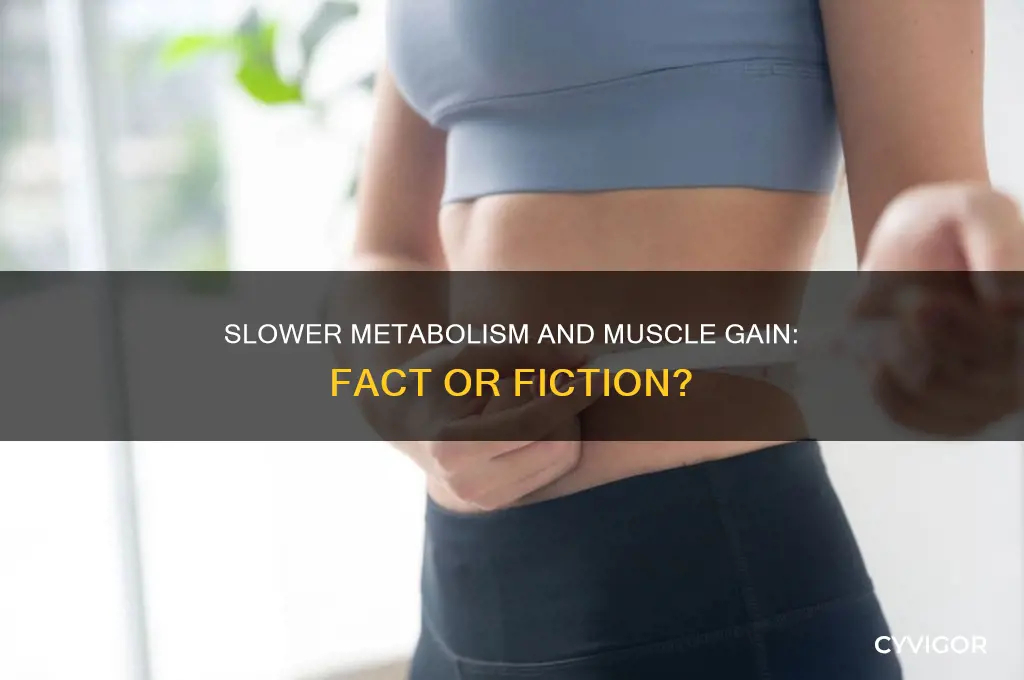 does a slower metabolism mean easier muscle gain