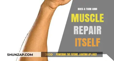 Can a Torn Arm Muscle Heal on Its Own? Facts Revealed