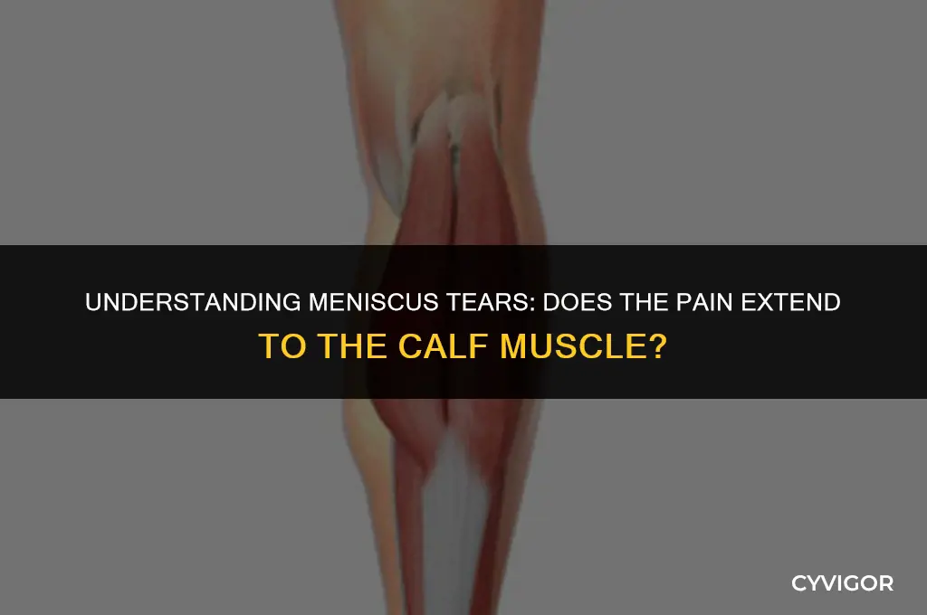 does a torn meniscus hurt into the calf muscle