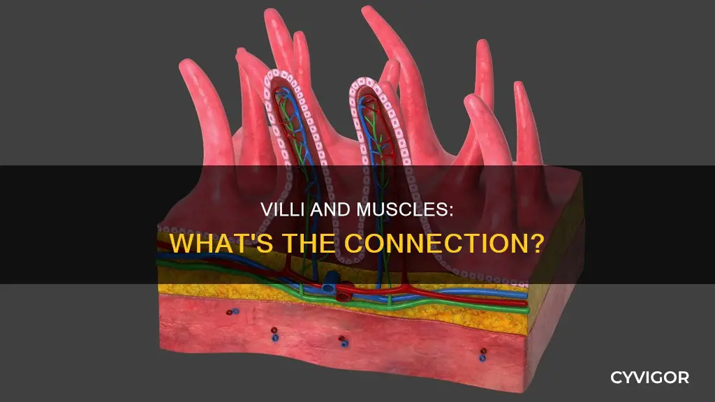 does a villus contain muscle