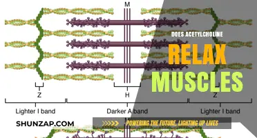 Acetylcholine's Role in Muscle Relaxation: Unraveling the Neurochemical Connection
