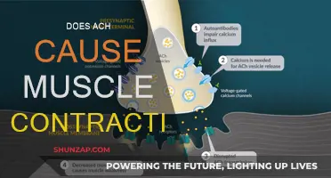 How Does ACh Trigger Muscle Contraction?
