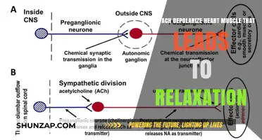 Does Acetylcholine Depolarize Heart Muscle, Leading to Relaxation?