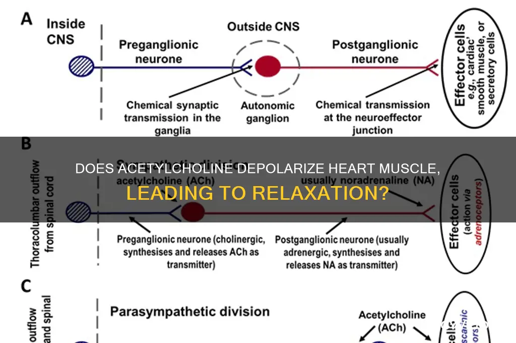 does ach depolarize heart muscle that leads to relaxation