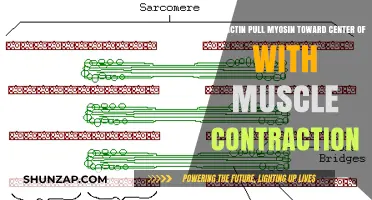 Actin-Myosin Interaction: Central Pull Mechanism in Muscle Contraction Explained