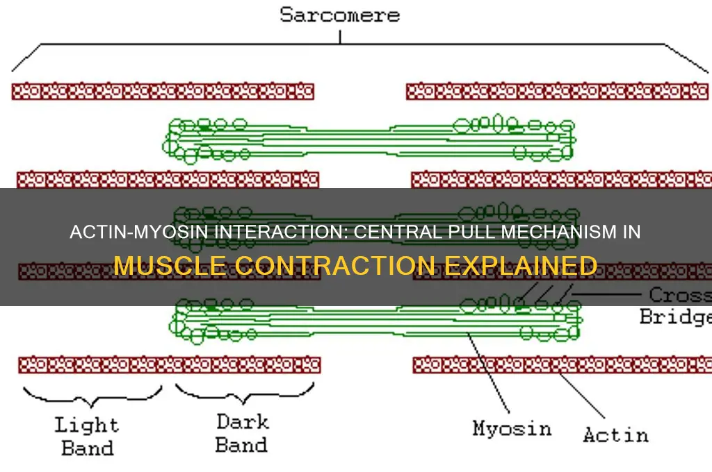 does actin pull myosin toward center of with muscle contraction