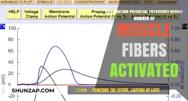 Exploring the Impact of Action Potential Frequency on Muscle Fiber Activation