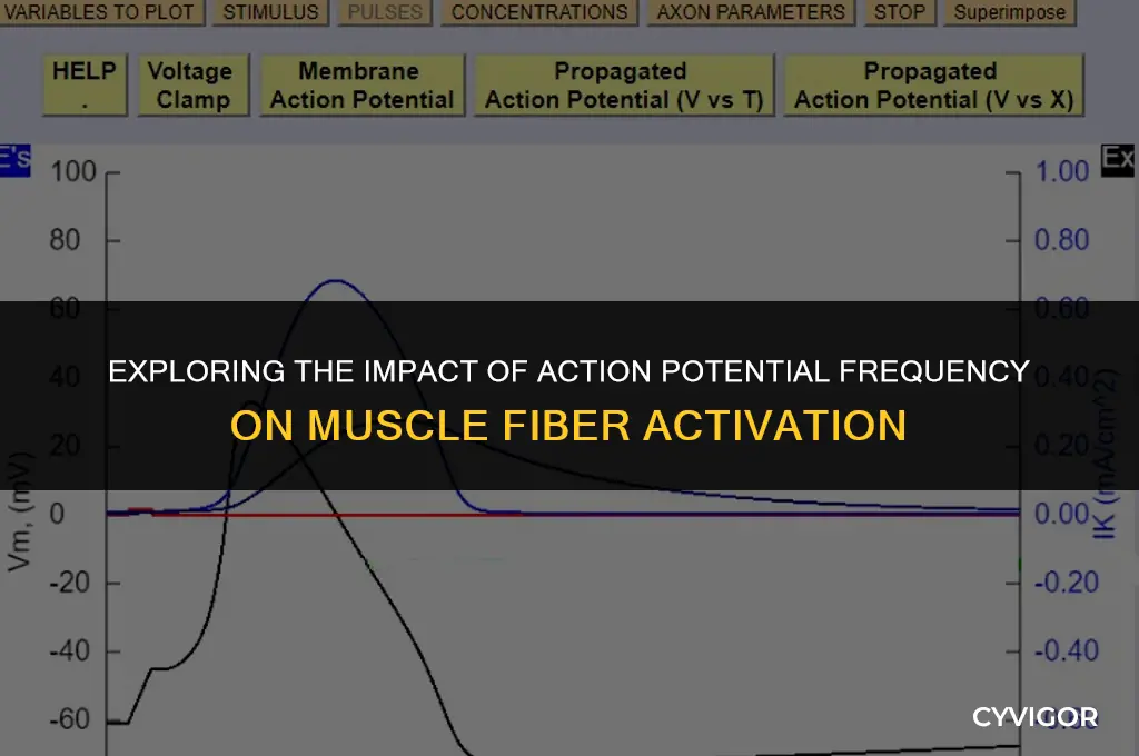 does action potential frequency affect number of muscle fibers activated