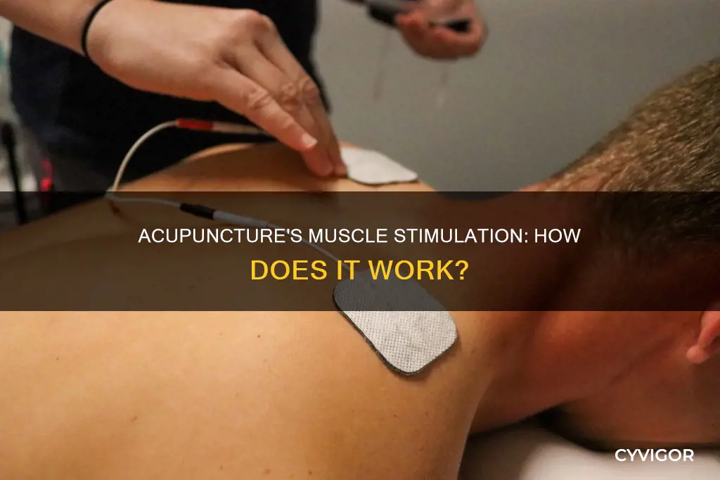 does acupuncture stimulate muscles