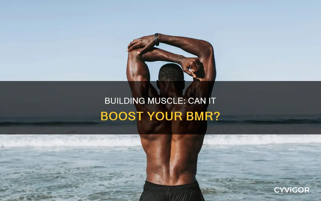 does adding muscle increase bmr