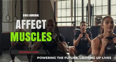 Exploring the Impact of Adrenal Health on Muscle Function and Strength