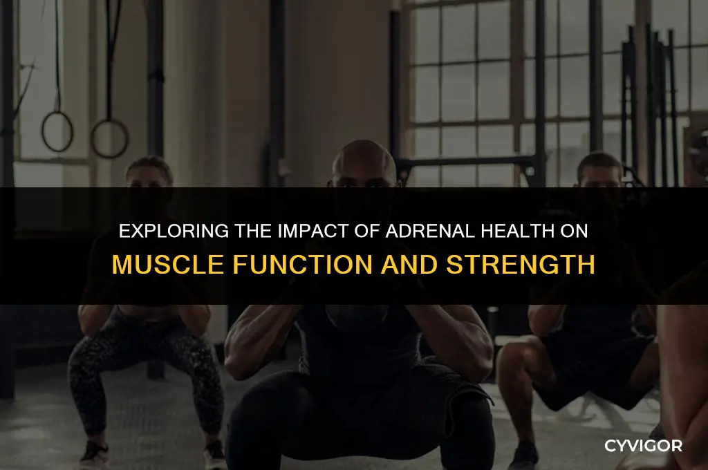 does adrenal affect muscles
