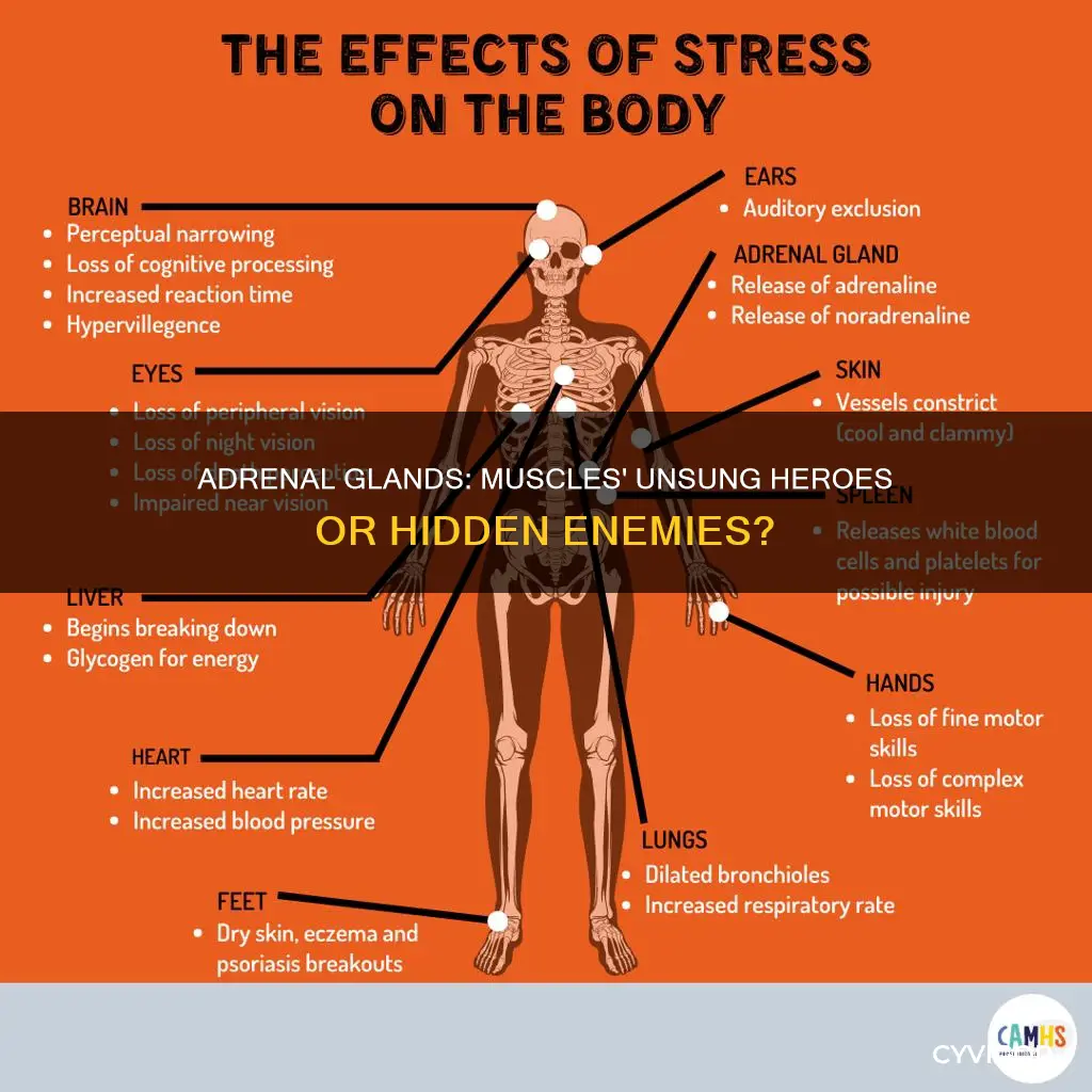 does adrenal effect muscles