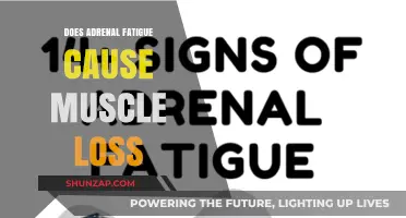 Adrenal Fatigue and Muscle Loss: Is There a Link?